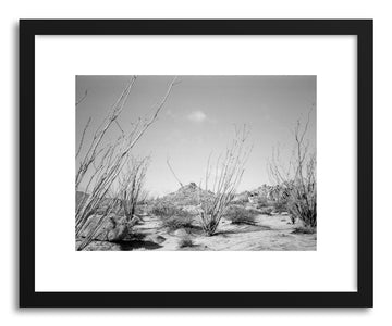 Fine art print Ocotillo Cacti by artist Kevin Russ