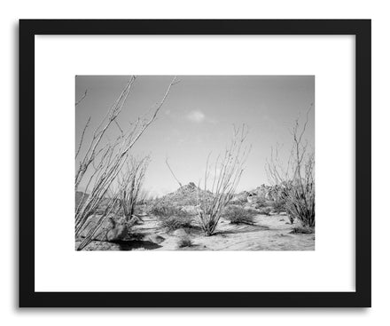 Fine art print Ocotillo Cacti by artist Kevin Russ