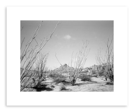 Hide - Fine art print Ocotillo Cacti by artist Kevin Russ on fine art paper