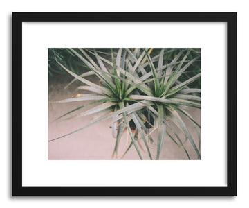 Art print Air Plant by artist Tina Crespo