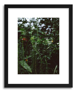 Fine art print Leggy Rosemary by artist Tina Crespo