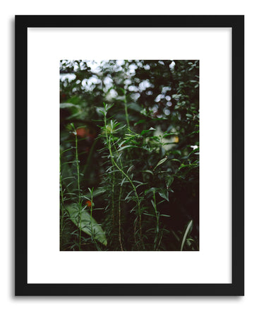Fine art print Leggy Rosemary by artist Tina Crespo