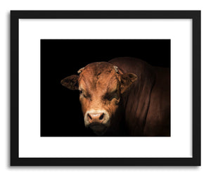 Art print Limousin Bull by artist By The Horns