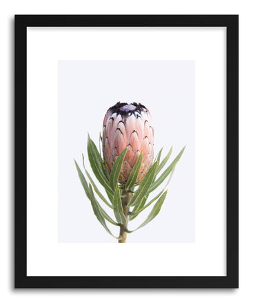 Art print Proteaii King by artist By The Horns