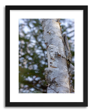 Fine art print Winter Birch by artist Wes Lewis