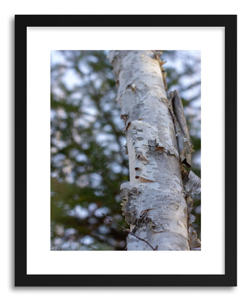 Fine art print Winter Birch by artist Wes Lewis