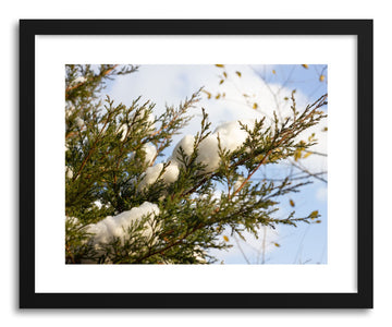 Fine art print Snow Cedar by artist Wes Lewis