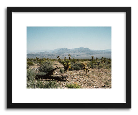 Fine art print Desert Wildflowers by artist Kevin Russ