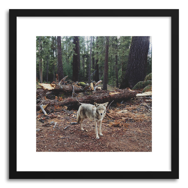 Fine art print Injured Coyote by artist Kevin Russ