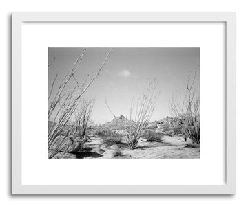 Hide - Fine art print Ocotillo Cacti by artist Kevin Russ in white frame