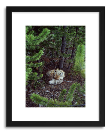 Fine art print Sleeping Fox by artist Kevin Russ