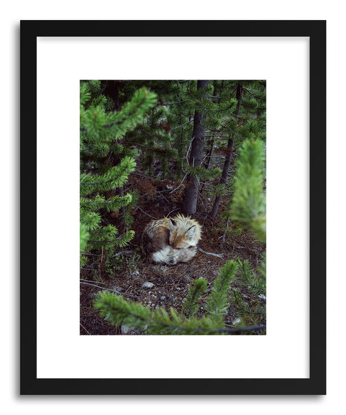 Fine art print Sleeping Fox by artist Kevin Russ