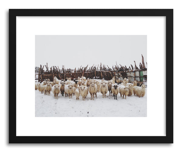 Fine art print Snowy Sheep Stare by artist Kevin Russ