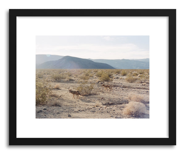 Fine art print Valley Coyotes by artist Kevin Russ