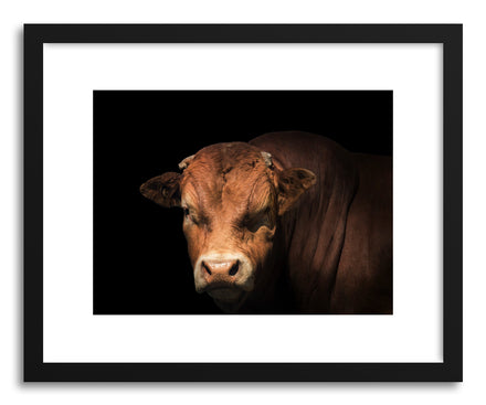 Art print Limousin Bull by artist By The Horns
