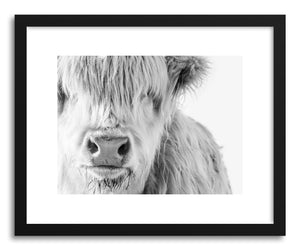 hide - Art print White Highland Cow by artist By The Horns in white frame