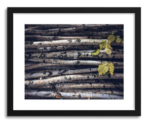 Fine art print Black and White Birch by artist Wes Lewis