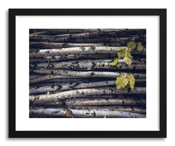 Fine art print Black and White Birch by artist Wes Lewis