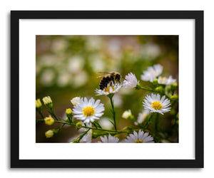 Fine art print Bee Daises by artist Wes Lewis