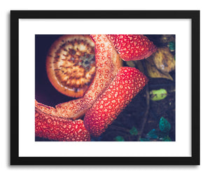 Fine art print Red Rafflesia by artist Wes Lewis